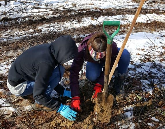 American Chestnut Tree seedling planting. Photo by Loren Hostetter