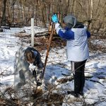 American Chestnut tree seedling planting