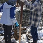 American Chestnut tree seedling planting