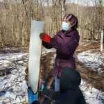 American Chestnut tree seedling planting