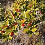 Yaupon plant
